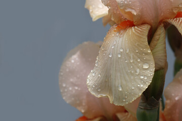 Fototapeta na wymiar The flowering of the cream iris plant.