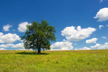Fototapeta na wymiar Lonely green tree against the background of a bright blue sky and grass