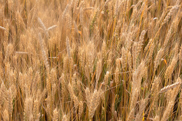 golden wheat field in summer