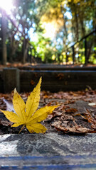 autumn leaves on the ground