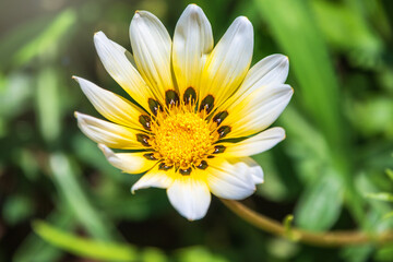 Obraz premium White garden flower Arctotis or Osteospermum with blurry background. White daisybushes, or african daisy