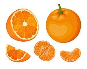 Orange Tropical Fruit Vector Set Illustration