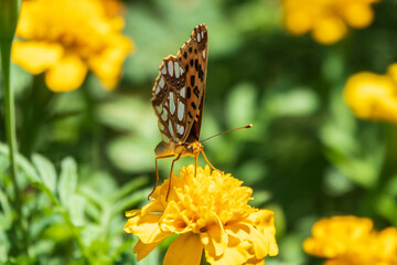 A butterfly, a queen of Spain fritillary, lat. Issoria lathonia, sitting on a yellow flower and drinks nectar with its proboscis. Butterfly collects nectar on flower.