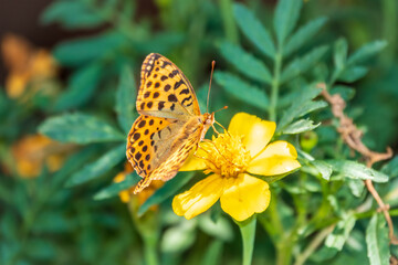 A butterfly, a queen of Spain fritillary, lat. Issoria lathonia, sitting on a yellow flower and drinks nectar with its proboscis. Butterfly collects nectar on flower.