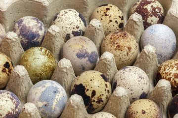 Obraz premium Food background of quail eggs close-up containing vitamin A, B, PP, B12, amino acids, beta-carotene, calcium, magnesium, iron, phosphorus, protein, choline, riboflavin, folic acid, selenium.