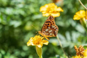 A butterfly, a queen of Spain fritillary, lat. Issoria lathonia, sitting on a yellow flower and drinks nectar with its proboscis. Butterfly collects nectar on flower.