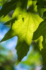 Green Leaves of Pltatanus oreintalis tree in sunset light