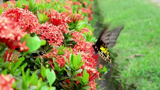Butterfly Goden Birdwing. Troides aeacus malaiianus