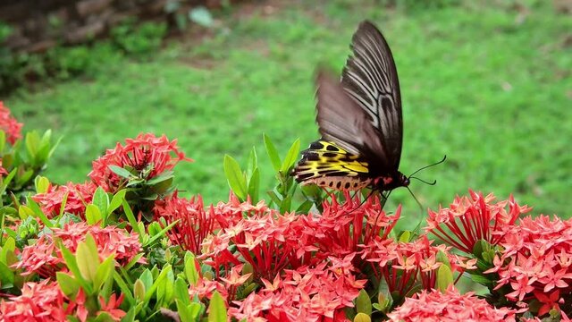 Butterfly Goden Birdwing. Troides aeacus malaiianus