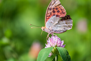 The dark green fritillary butterfly collects nectar on flower. Speyeria aglaja is a species of butterfly in the family Nymphalidae.