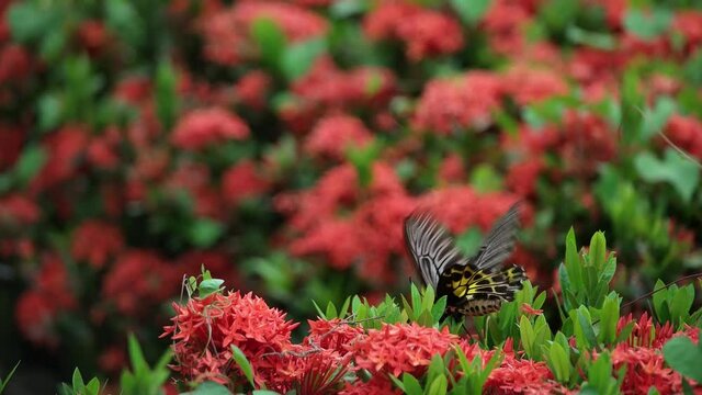 Butterfly Goden Birdwing. Troides aeacus malaiianus