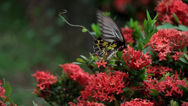 Butterfly Goden Birdwing. Troides aeacus malaiianus