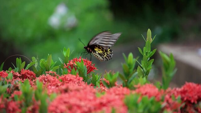 Butterfly Goden Birdwing. Troides aeacus malaiianus