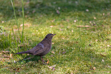 Eurasian blackbird on grass in a park