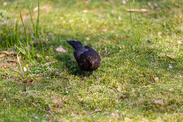 Eurasian blackbird on grass in a park