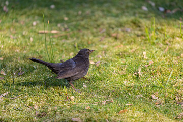 Eurasian blackbird on grass in a park