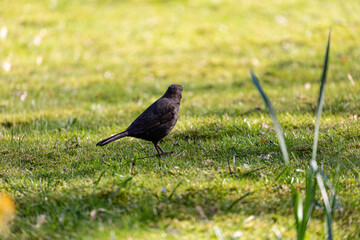 Eurasian blackbird on grass in a park