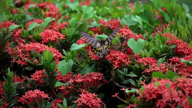 Butterfly Goden Birdwing. Troides aeacus malaiianus