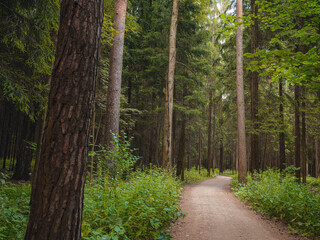 mysterious path in middle of wooden coniferous forrest, surrounded by green bushes leaves and ferns. Moscow region Russia
