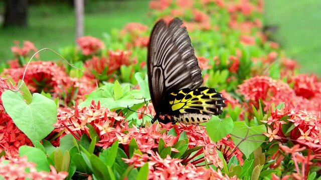 Butterfly Goden Birdwing. Troides aeacus malaiianus