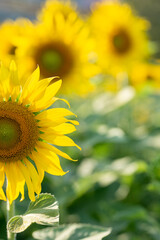 sunflower