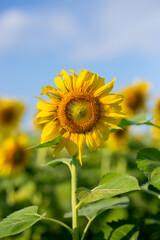 sunflower