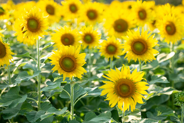 sunflower