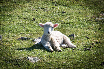 Fototapeta premium sheep and lamb
