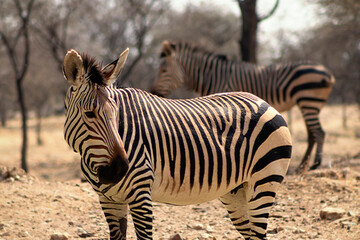Fototapeta na wymiar Wild african life. Two Namibian zebras standing in the middle of the savannah.
