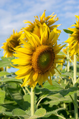 sunflower