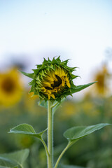sunflower on a sky