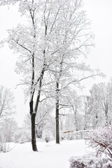 Fototapeta na wymiar Winter landscape. Snow covered trees and a road in the park