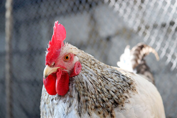 Rooster in the chicken coop. Portrait of white gray cockerel on rural background
