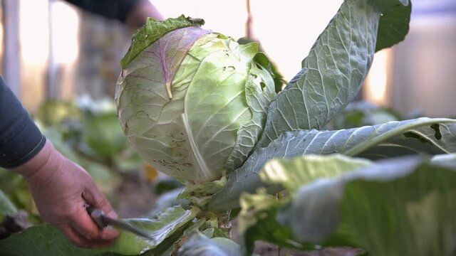A woman cuts a head of cabbage from the garden. Growing natural vegetables in the country, agriculture, close-up