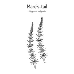 Common mares-tail, Hippuris vulgaris , medicinal plant