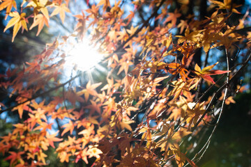 色付いたモミジの葉の隙間から射す太陽の光