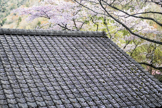 桜の花びらが舞い落ちる瓦屋根