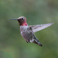 Fototapeta na wymiar Hummingbird hovering in Ventura California United States