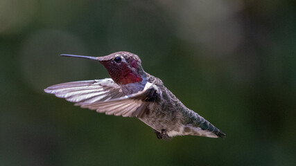 Fototapeta premium Hummingbird in Ventura California United States
