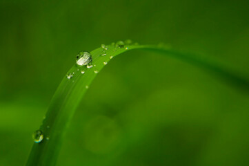 Źdźbło trawy z kroplą wody na zielonym tle