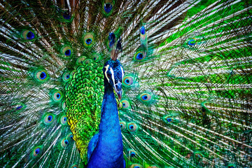 The proud peacock showing the world its true colors.