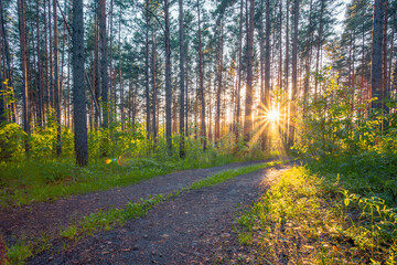 sunset in the woods