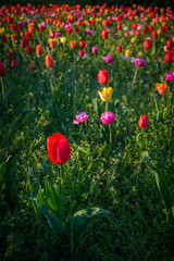 Kolorowe kwiaty w Parku Uzdrowiskowym Goczałkowice-Zdrój 