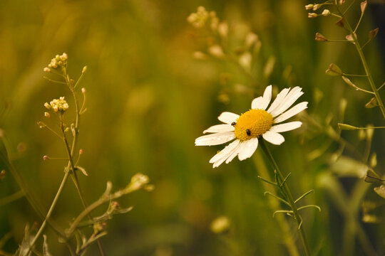 Maruna bezwonna - biały kwiat na zielonym tle