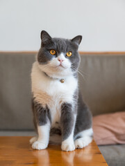 British Shorthair sitting on the table