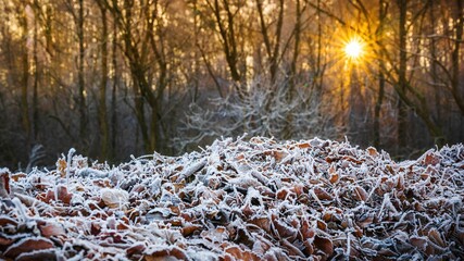 Pierwszy szron, mróz  na jesiennych liściach o poranku