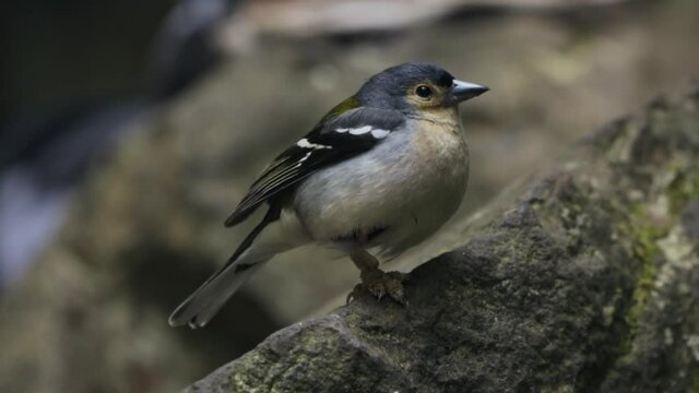 Close up on beautiful small tropical bird standing on rock looking around