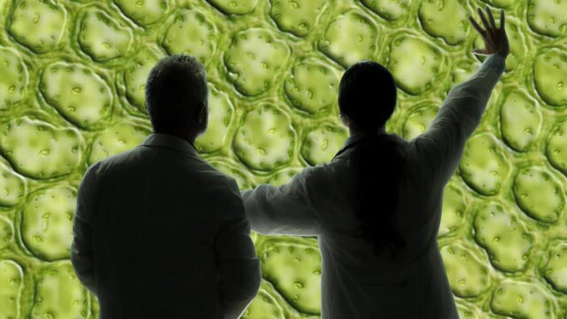 environmental scientists botanists search climate change solution using plant,ecological experts biologists analyze biochemestry of plants at the microscope to combat global warming 