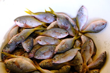 fresh mussels on a plate