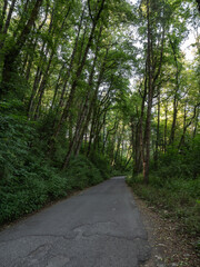 Surrounded by Trees in a Forest during Springtime
